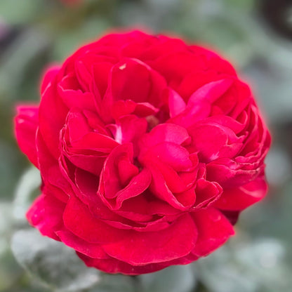 Rose - Tiamo