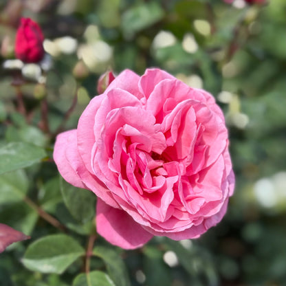Rose - Dee-Lish