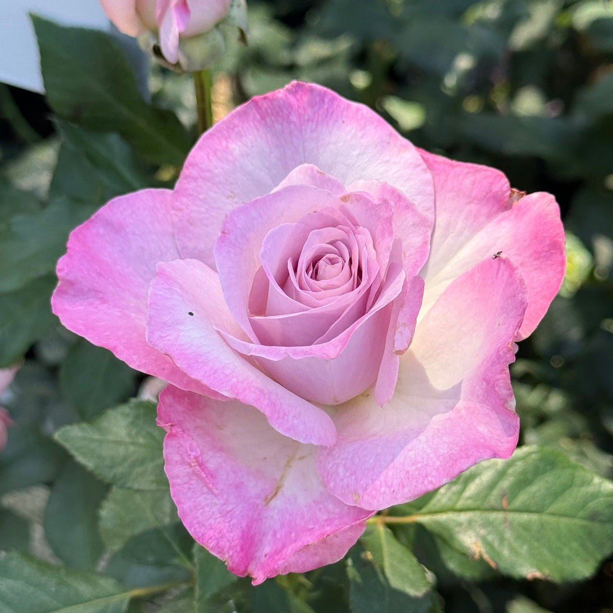 Rose - Nicole Carol Miller
