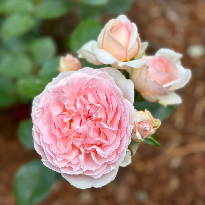 Rose - Parfuma Bliss