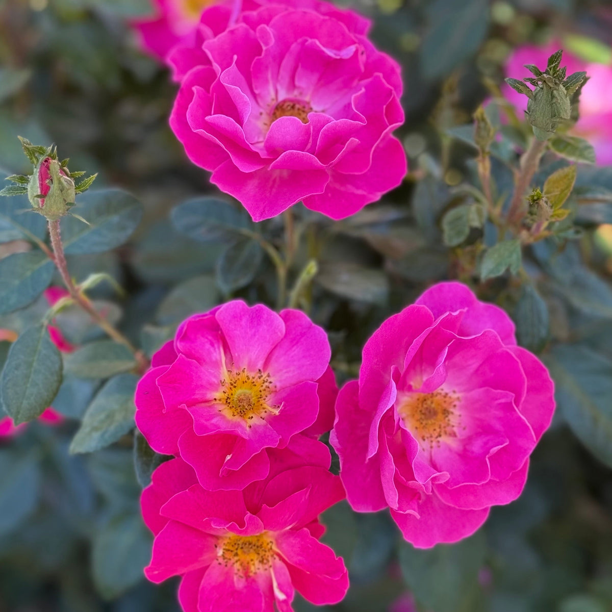 Rose - Shining Moment