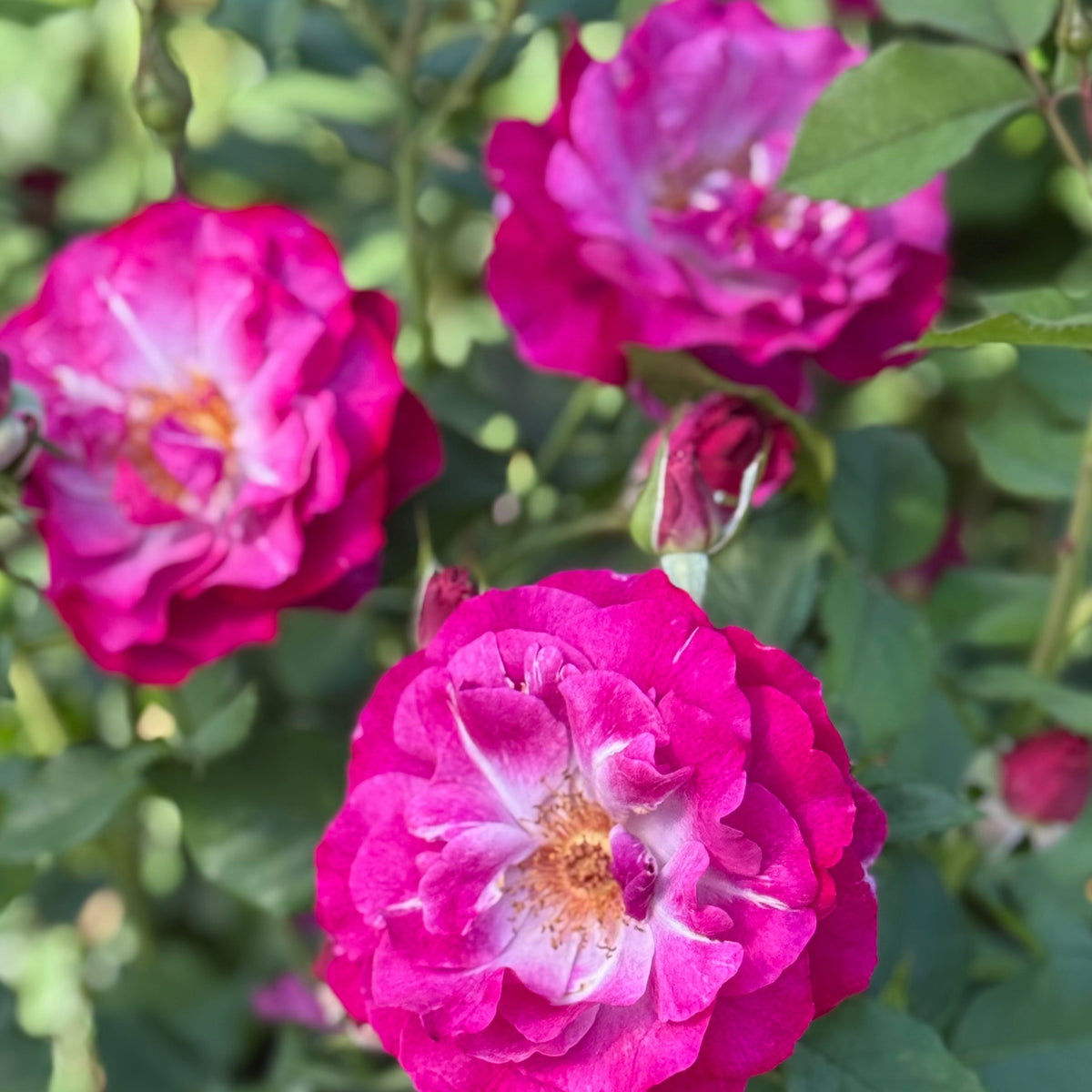 Rose - Wild Blue Yonder