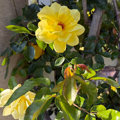 Rose - Golden Showers
