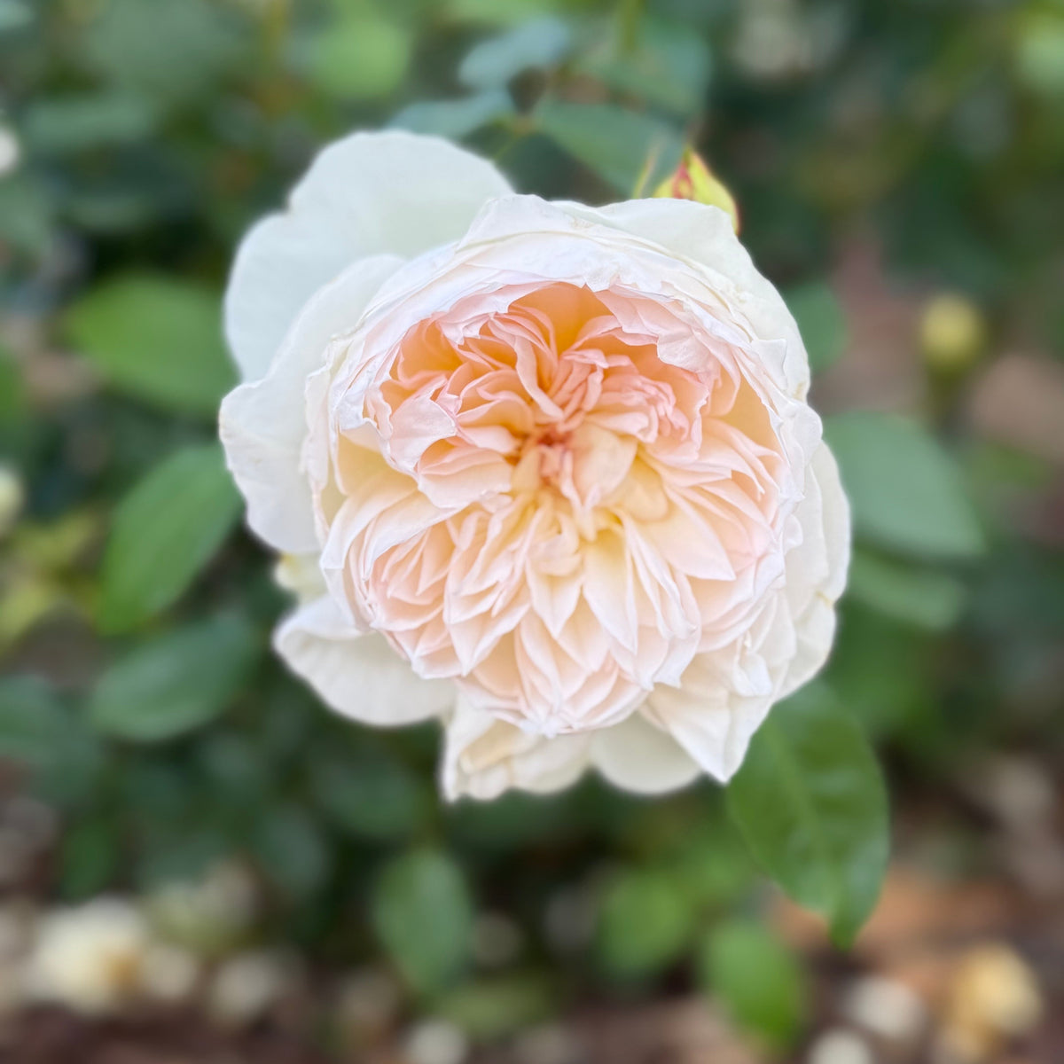 Rose - Bolero