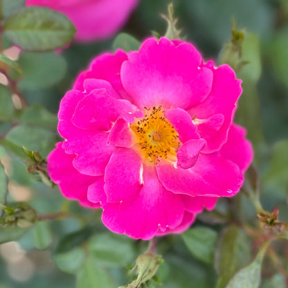 Rose - Shining Moment