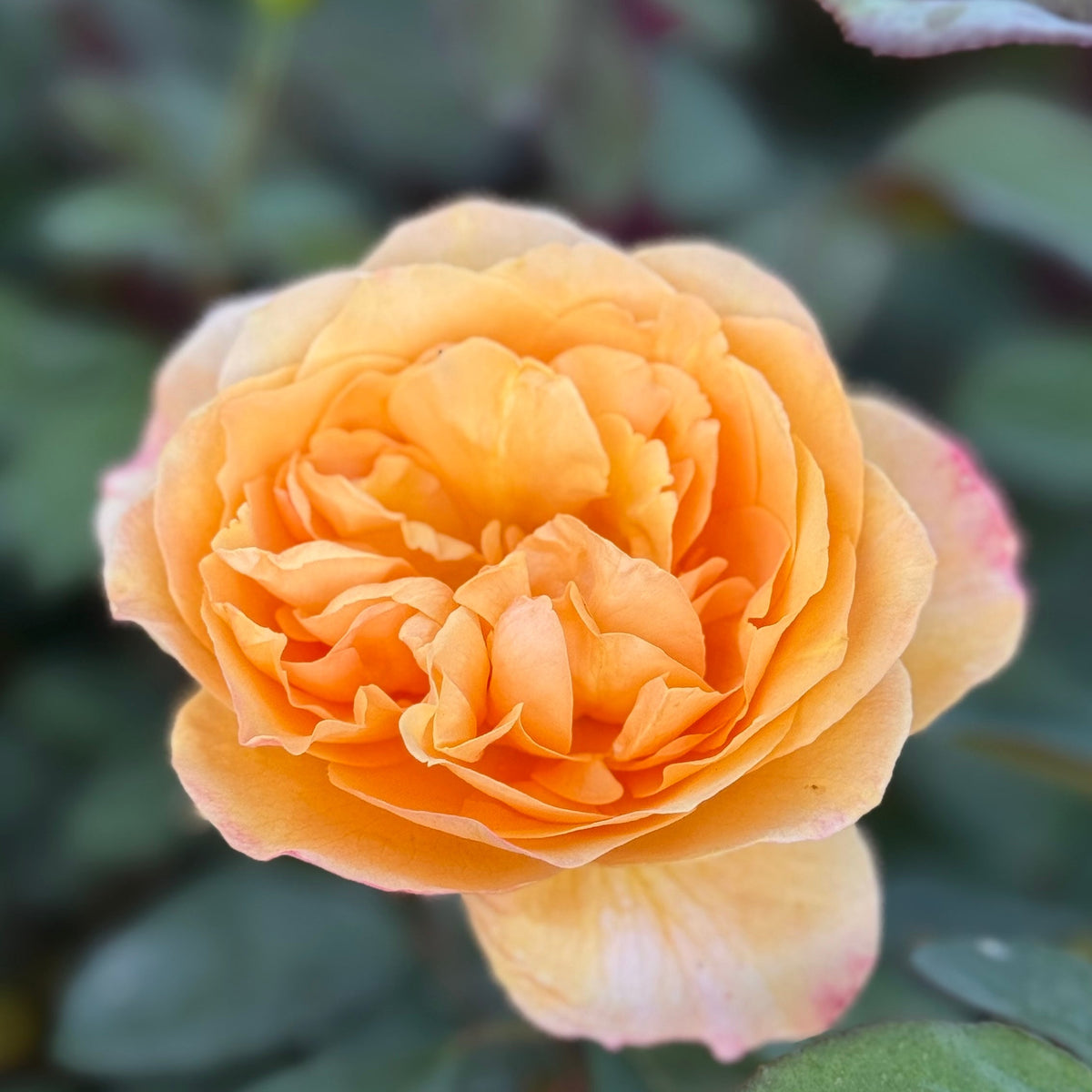 Rose - Strike It Rich