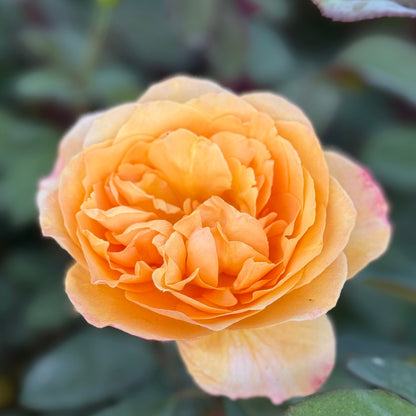 Rose - Strike It Rich