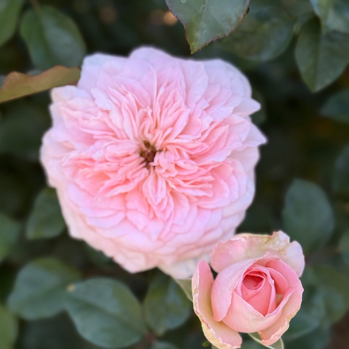 Rose - Sunbelt Savannah