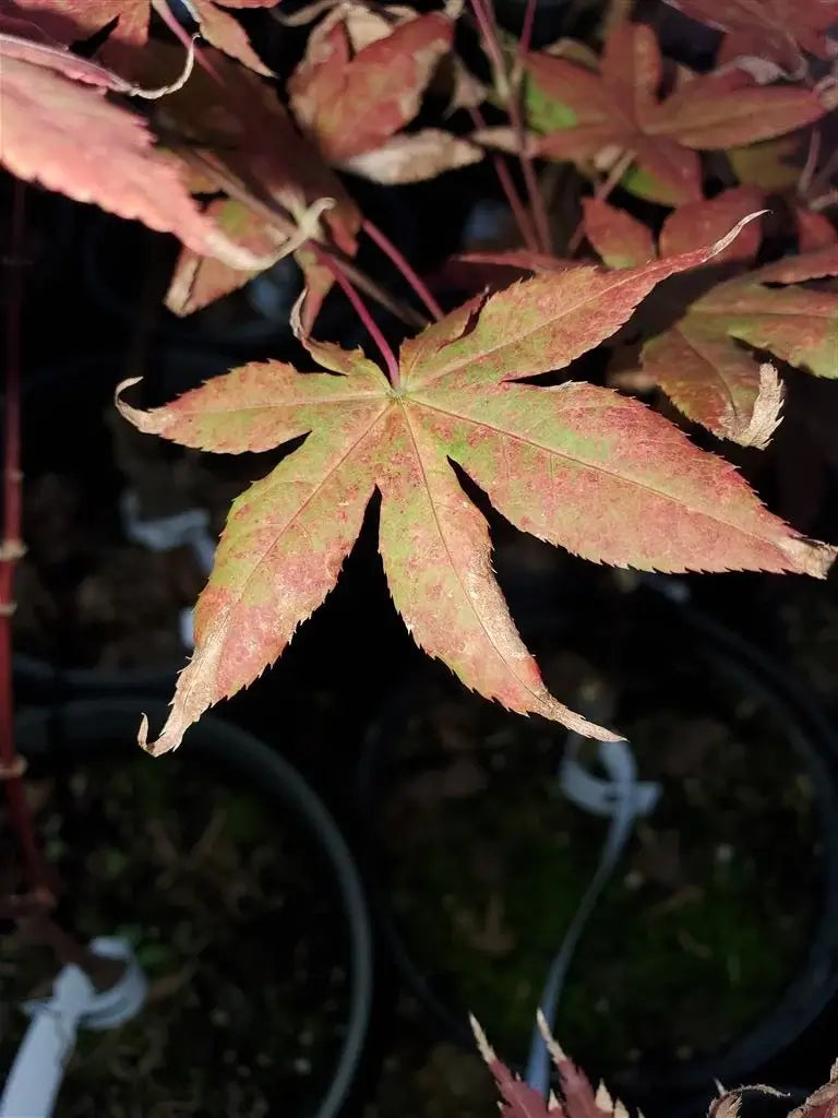 Japanese Maple - Baby Ghost