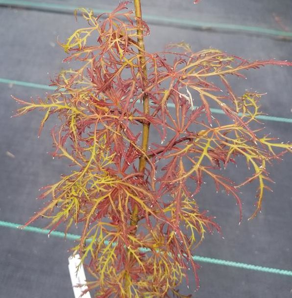 Japanese Maple - Baby Lace