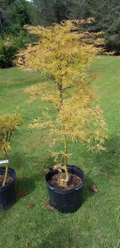 Japanese Maple - Baldsmith