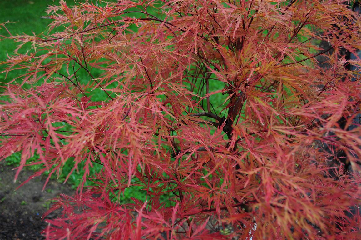 Japanese Maple - Baldsmith
