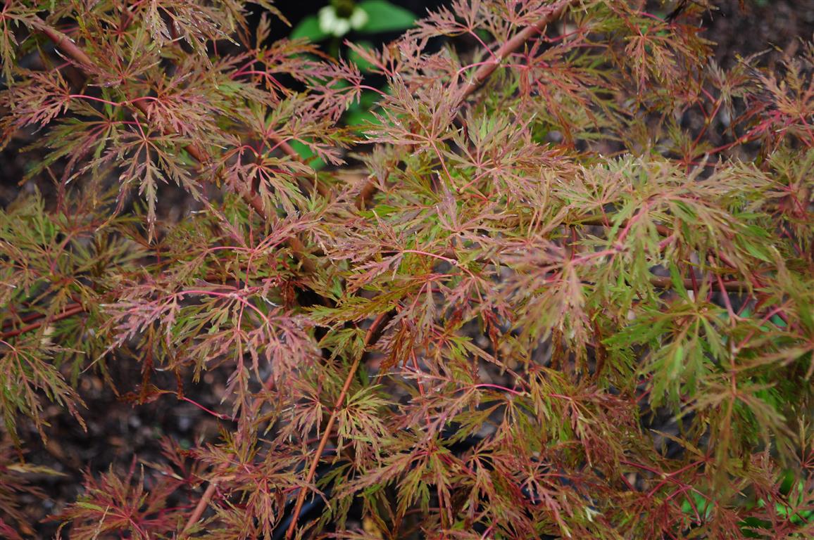 Japanese Maple - Baldsmith