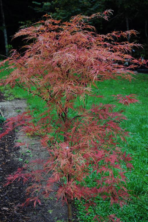 Japanese Maple - Baldsmith