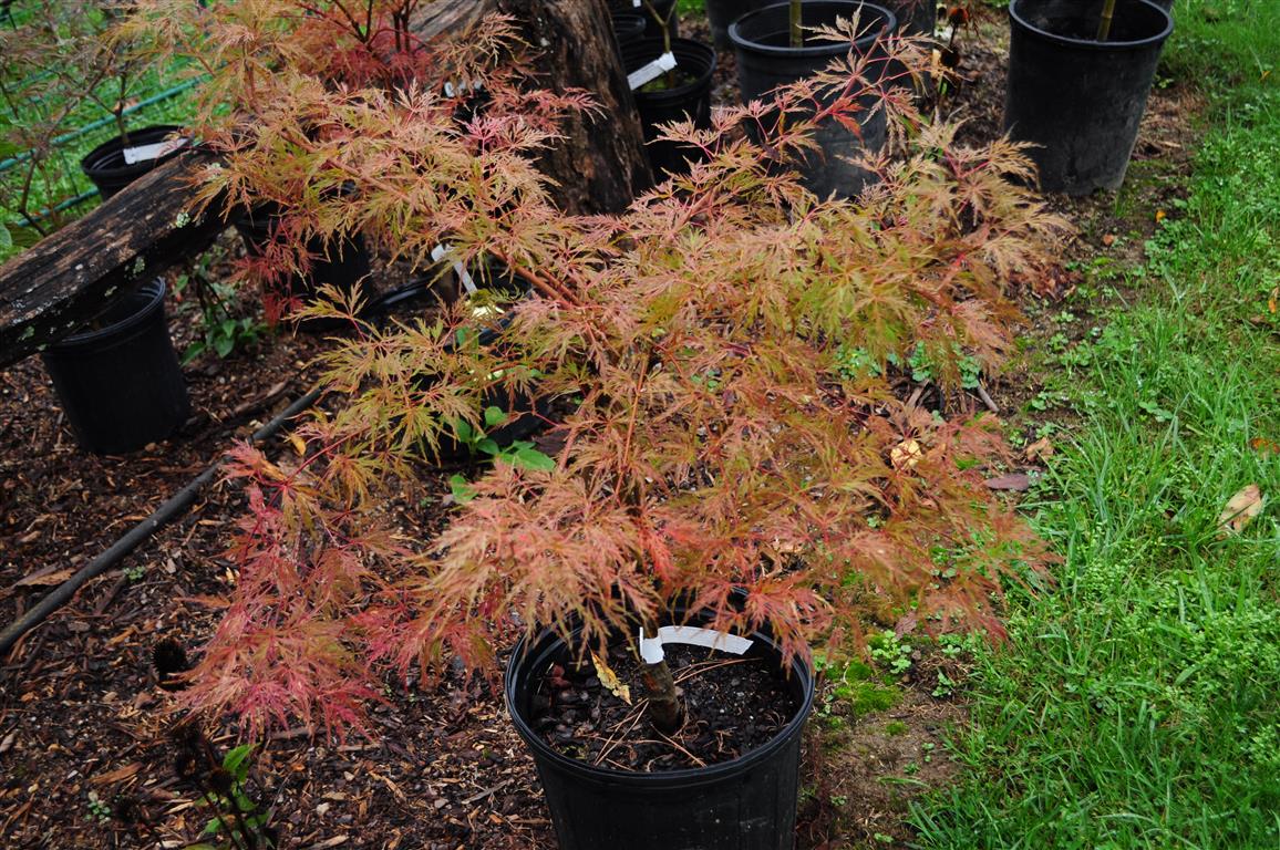 Japanese Maple - Baldsmith