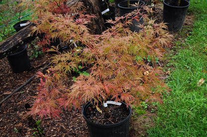 Japanese Maple - Baldsmith