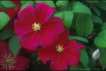 Load image into Gallery viewer, Clematis &#39;Barbara Harrington&#39;
