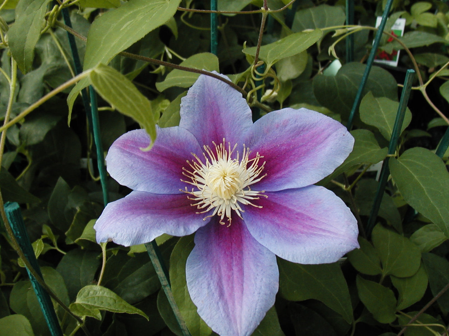 Clematis 'Barbara Jackman'