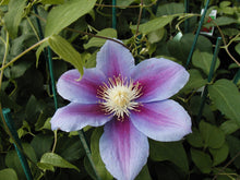 Load image into Gallery viewer, Clematis Barbara Jackman&#39;
