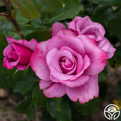 Rose - Barbra Streisand