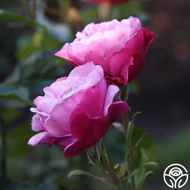 Rose - Barbra Streisand