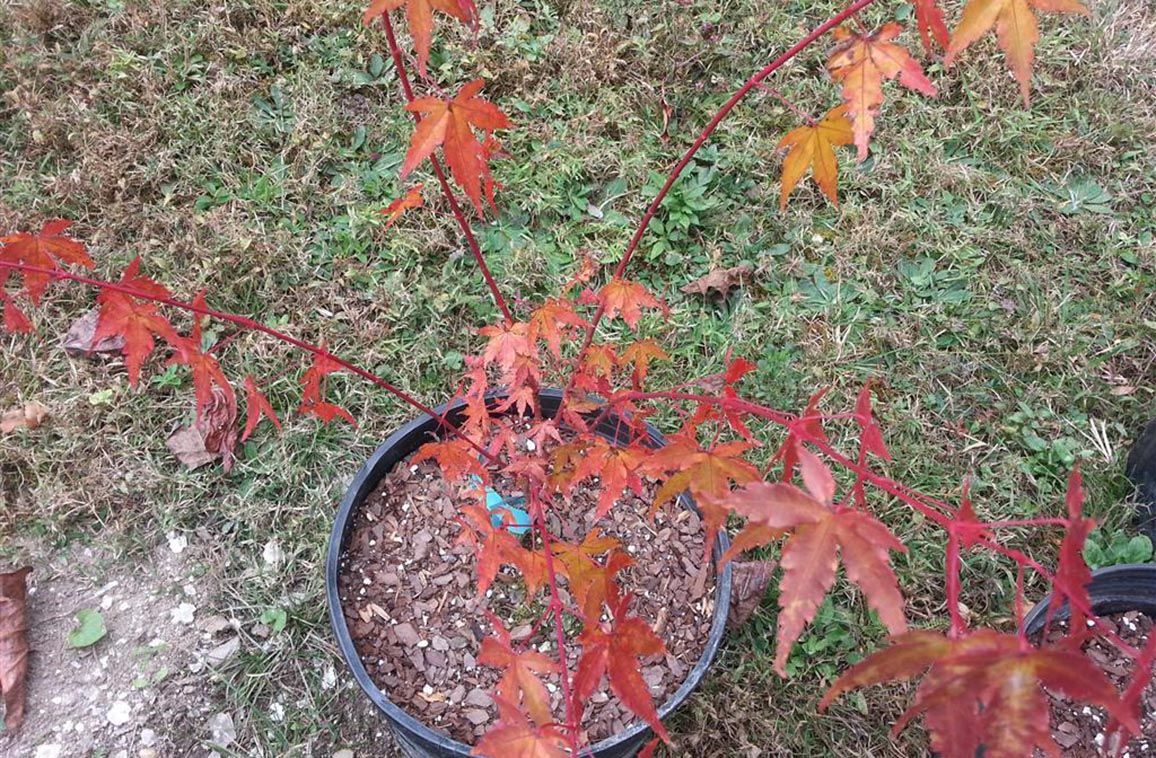Japanese Maple - Baton Rouge