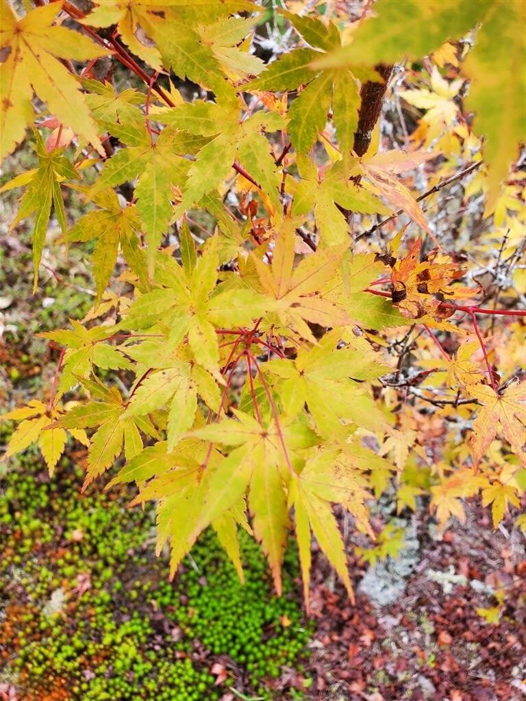 Japanese Maple - Baton Rouge