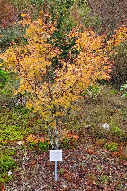 Japanese Maple - Baton Rouge