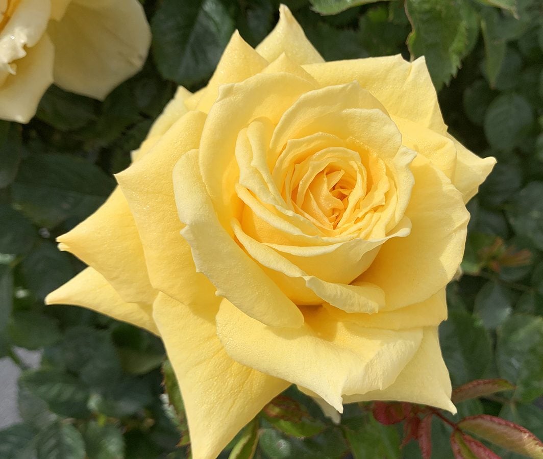 Rose - Be Good