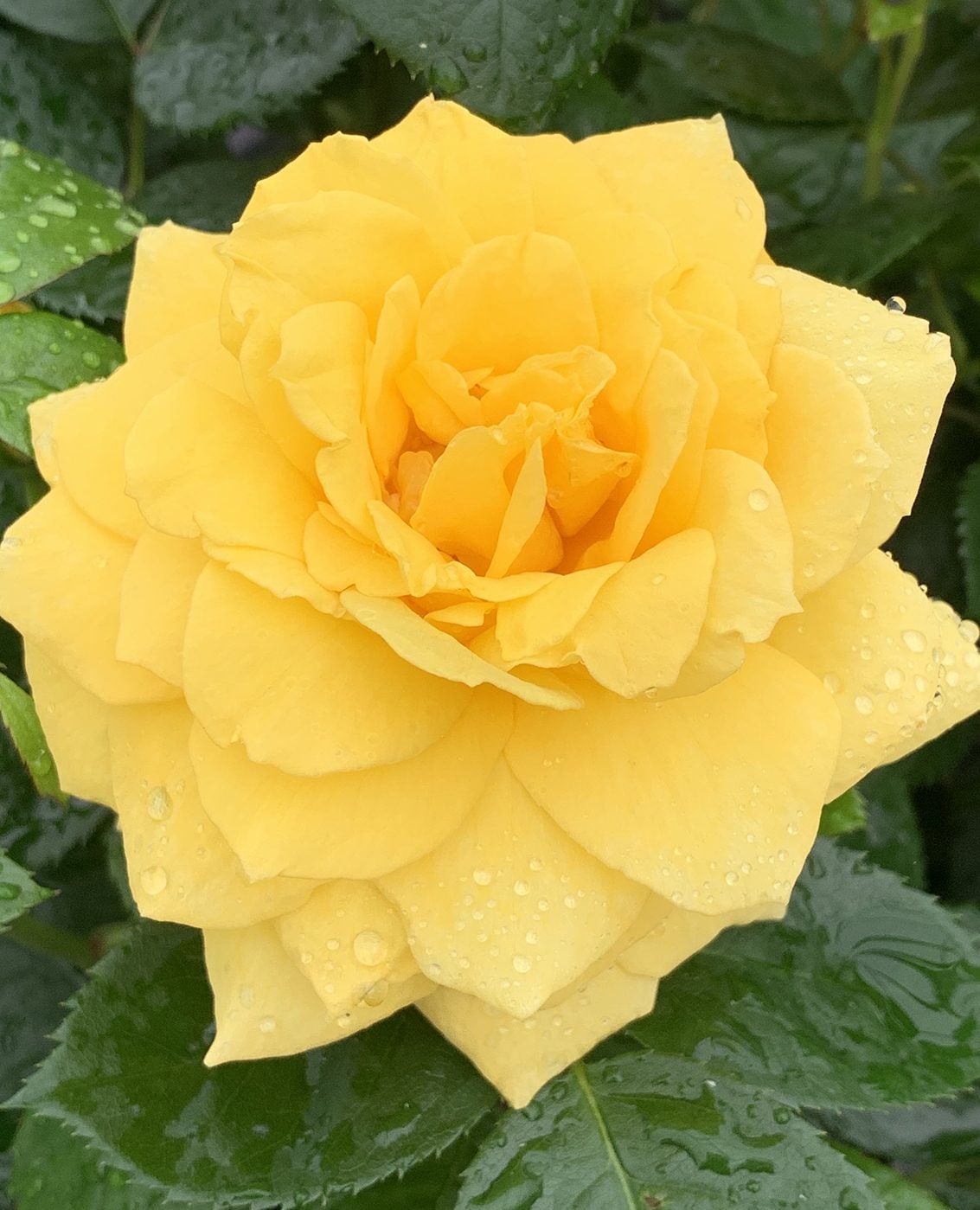 Rose - Be Good