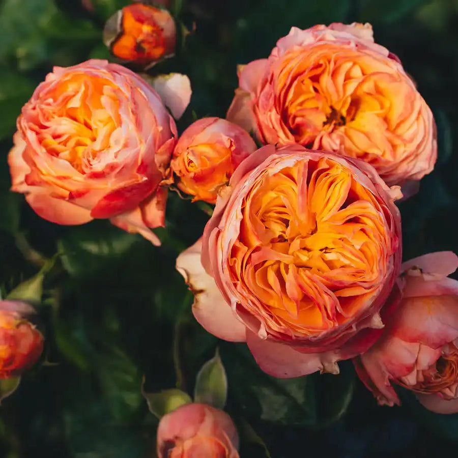 Rose - Bee Hive