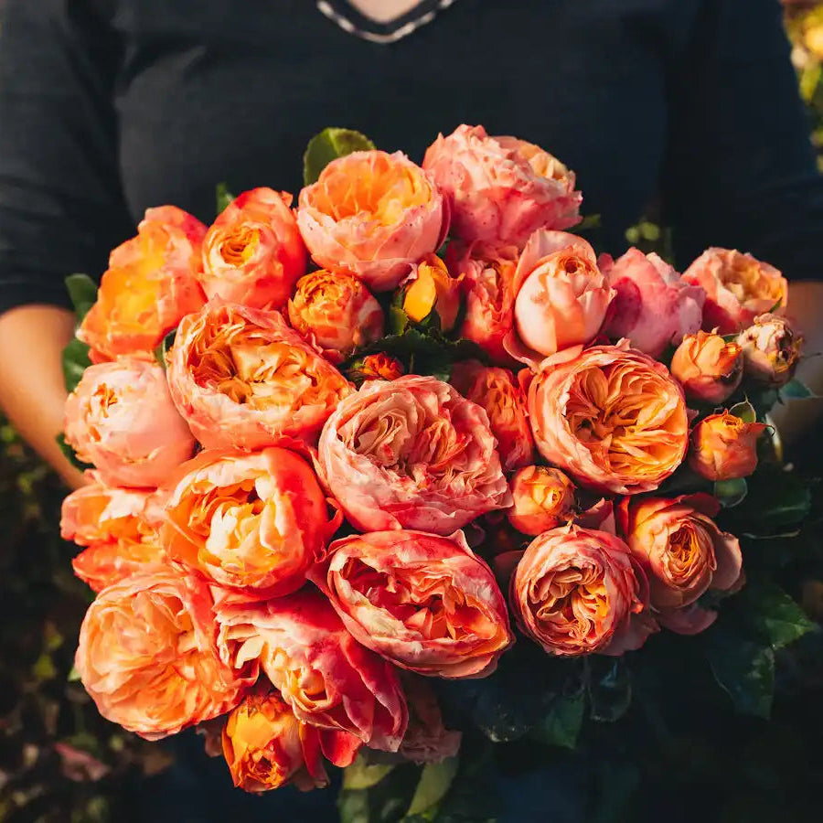 Rose - Bee Hive