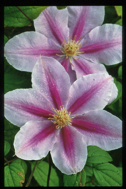 Clematis 'Bees Jubilee'