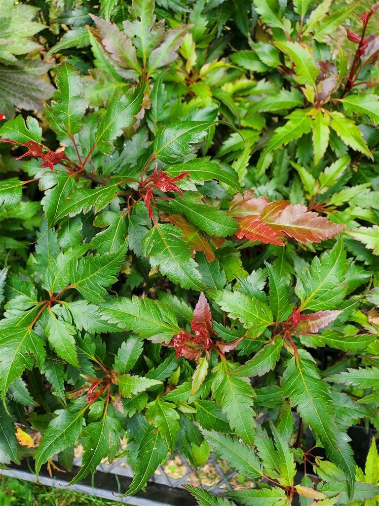 Japanese Maple - Beni Hagoromo
