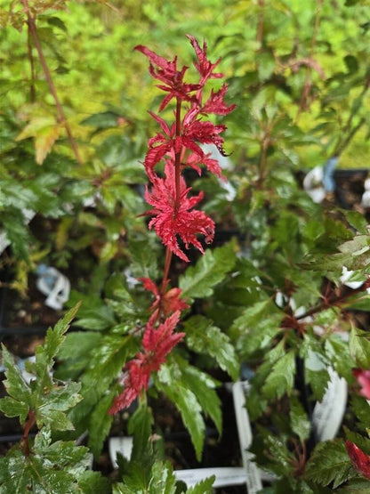 Japanese Maple - Beni Hagoromo