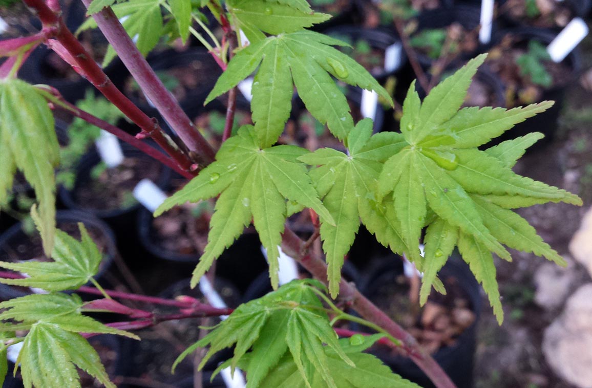 Japanese Maple - Beni Kawa