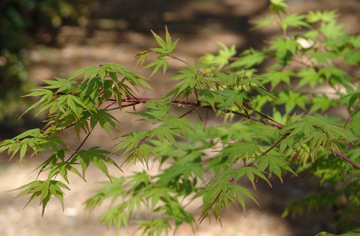 Japanese Maple - Beni Kawa