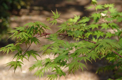 Japanese Maple - Beni Kawa