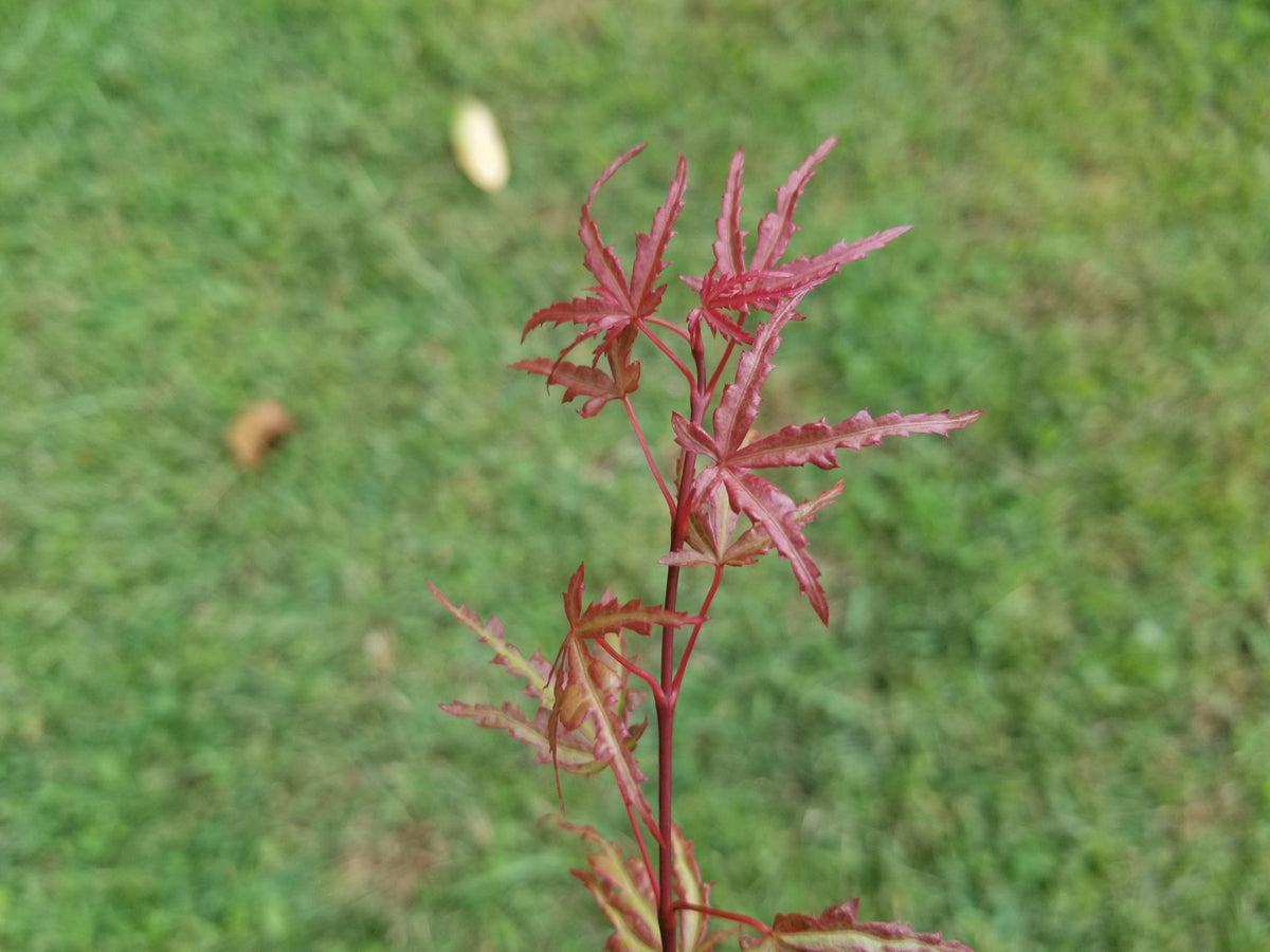 Japanese Maple - Beni Komachi
