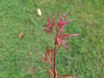 Japanese Maple - Beni Komachi