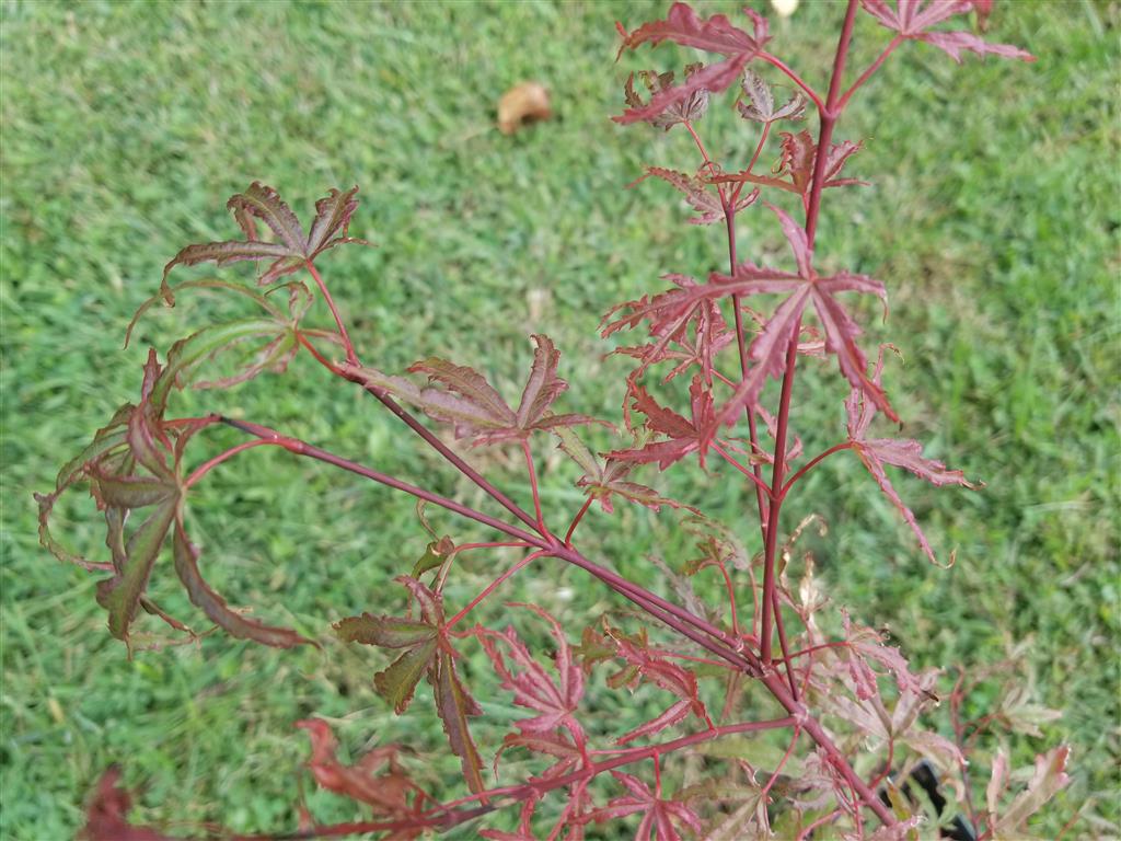 Japanese Maple - Beni Komachi