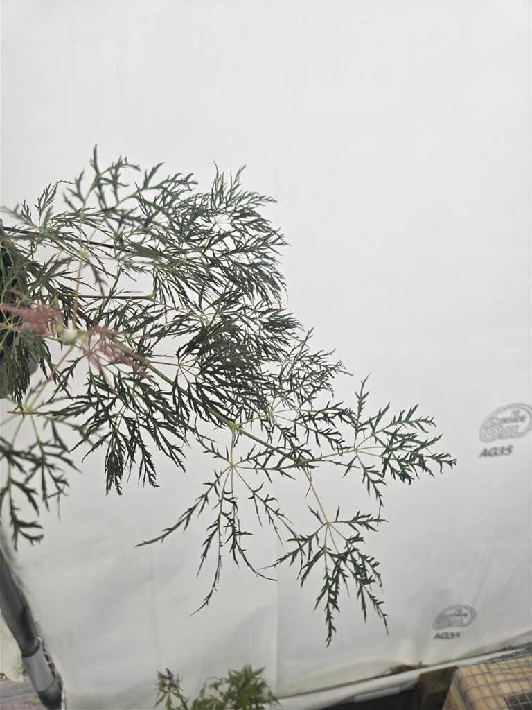 Japanese Maple - Beni Kumo No Su