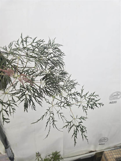 Japanese Maple - Beni Kumo No Su