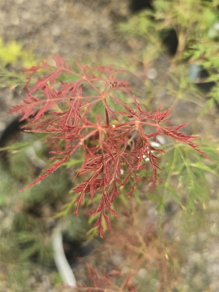 Japanese Maple - Beni Kumo No Su