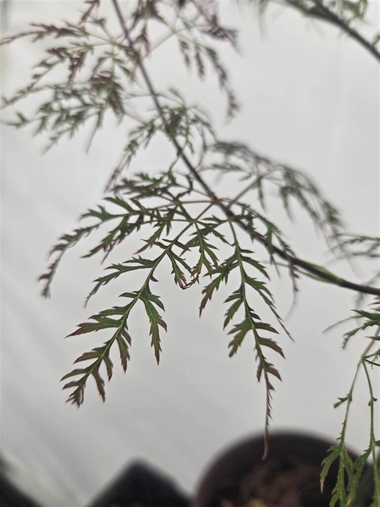 Japanese Maple - Beni Kumo No Su