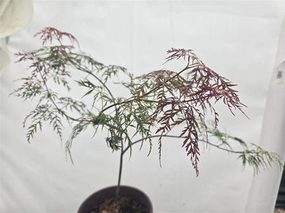 Japanese Maple - Beni Kumo No Su