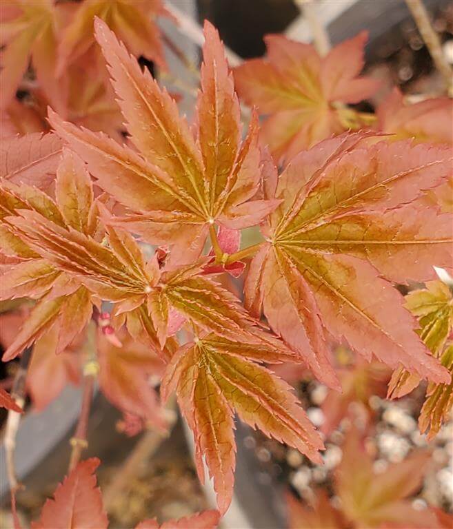 Japanese Maple - Beni Maiko
