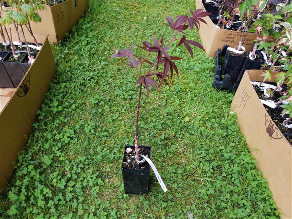 Japanese Maple - Beni Otake