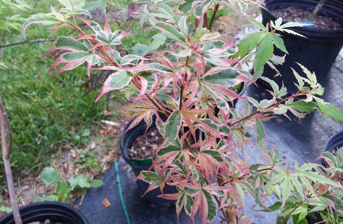 Japanese Maple - Beni Schichihenge