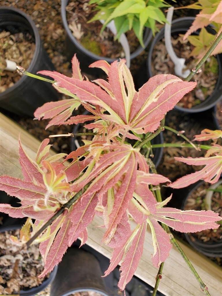 Japanese Maple - Beni Shi En